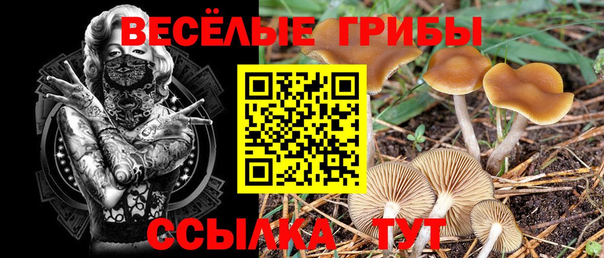 Галлюциногенные грибы мицелий  Вход с VPN  Самара  Галлюциногенные грибы Psilocybine cubensis 